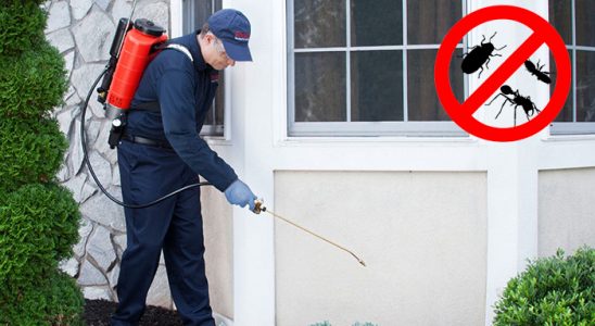 Kaynaşlı Kemirgen İlaçlama böcek ilaçlama ve haşere kontrolü — ilaclama-tr.com